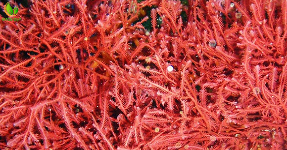Chiết xuất tảo đỏ sông Rance mang đến hiệu quả cấp ẩm, trị bọng mắt hiệu quả